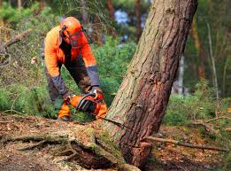 Best Seasonal Cleanup (Spring/Fall)  in Williston, SC