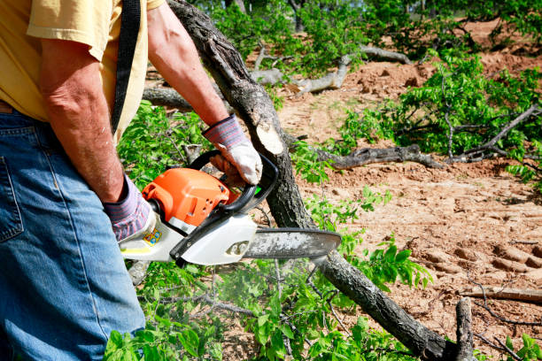 Why Choose Our Tree Removal Services in Williston, SC?